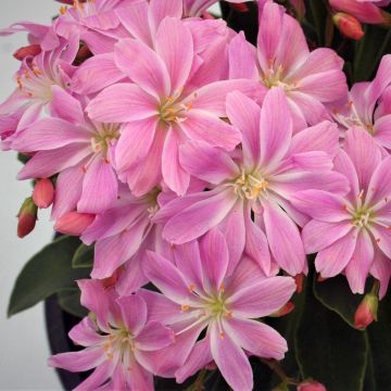 Kesälewisia Rose Pink