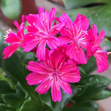 Kesälewisia Ruby Red