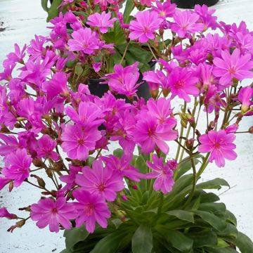 Kesälewisia Ultra Violet