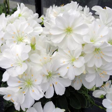 Kesälewisia Elise White