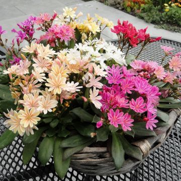 Kesälewisia Elise Mix