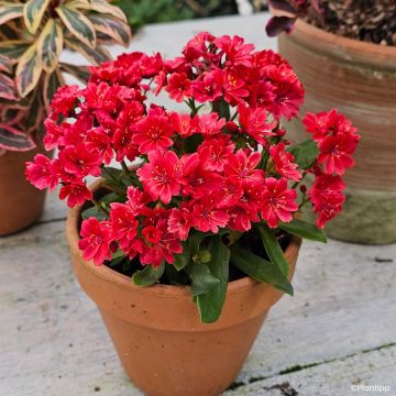 Kesälewisia Sunset Glow