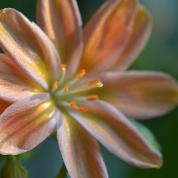 Kesälewisia Little Peach