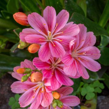 Kesälewisia Raspberry