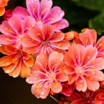 Kesälewisia Mix