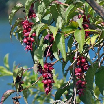 Tähkäkuusama - Leycesteria formosa