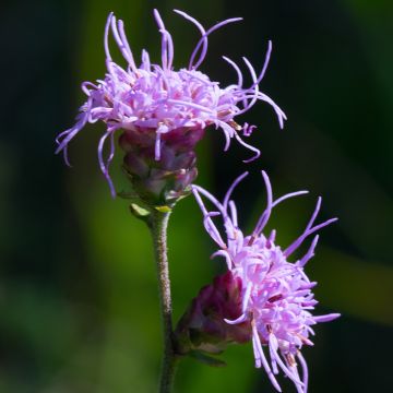 Punatähkä - Liatris ligulistylis