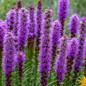 Preeriapunatähkä - Liatris pycnostachya