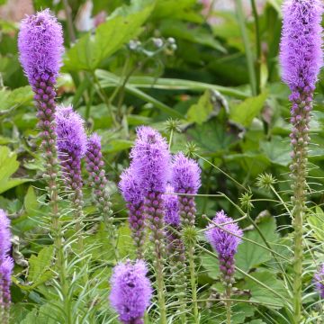 Noropunatähkä (siemenet) - Liatris spicata