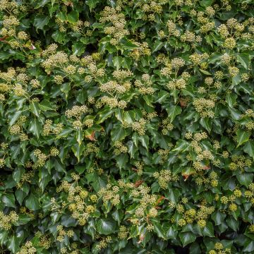 Muratti Arborescens