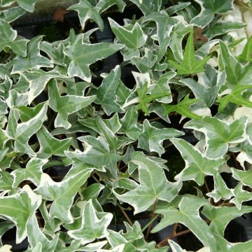 Muratti Sagittifolia Variegata