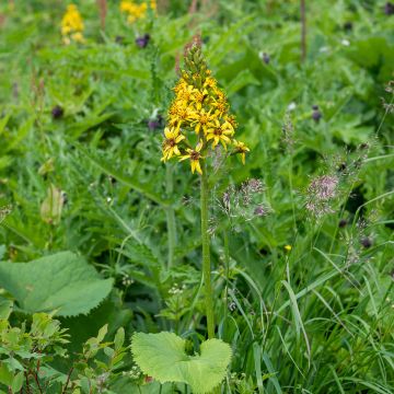 Nukkanauhus - Ligularia fischeri