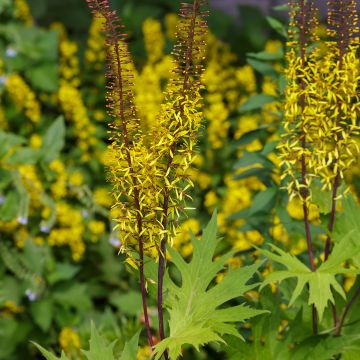 Valtikkanauhus - Ligularia przewalskii