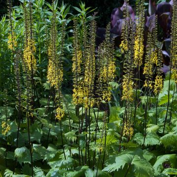 Aurinkonauhus - Ligularia stenocephala