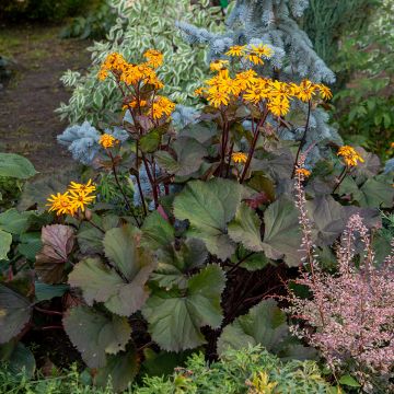 Kallionauhus - Ligularia dentata