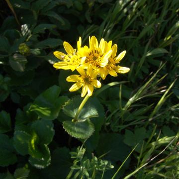 Nauhunen - Ligularia hodgsonii