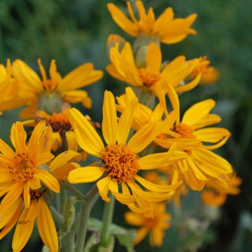 Nauhunen - Ligularia palmatiloba