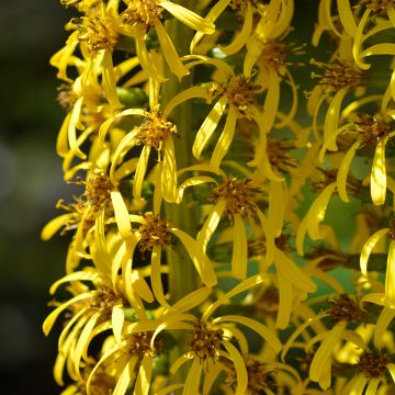 Kultanauhus - Ligularia wilsoniana