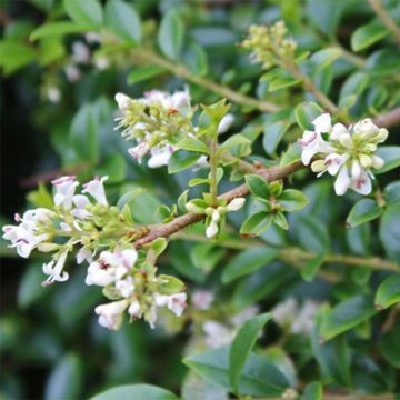 Likusteri - Ligustrum delavayanum