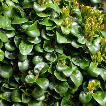 Japaninlikusteri Coriaceum