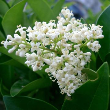 Japaninlikusteri Texanum