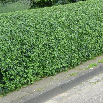 Aitalikusteri Lodense