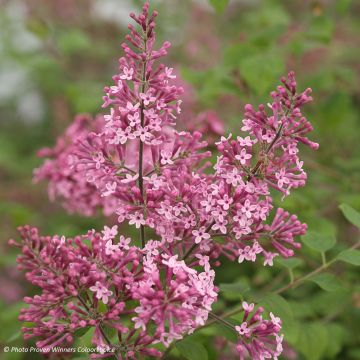 Pikkulehtisyreeni Pink Perfume