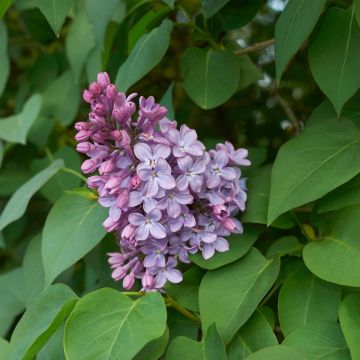 Pihasyreeni - Syringa vulgaris