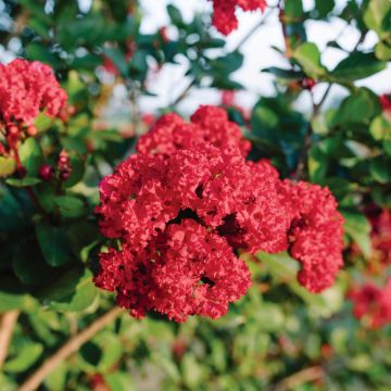 Kiinankutrio Ruffled Red Magic