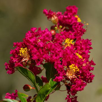 Kiinankutrio Caroline Beauty