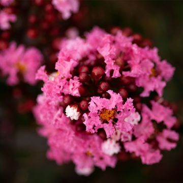 Kiinankutrio Enduring Pink