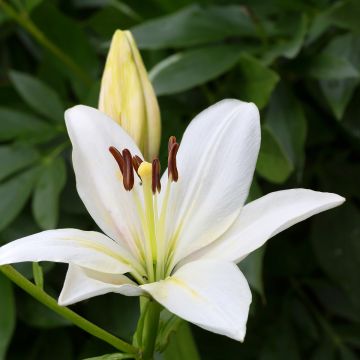Oriental-lilja Gwen