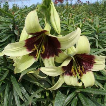 Leichtlininlilja - Lilium nepalense