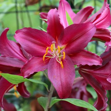 Oriental-lilja Purple Prince