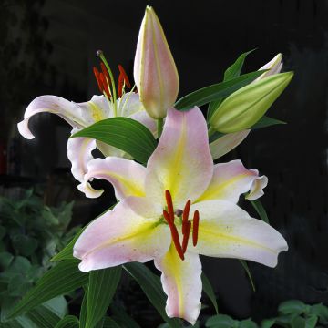 Oriental-lilja Hocus Pocus