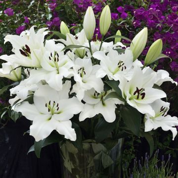Trumpettililja Petacas