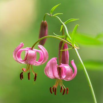 Varjolilja - Lilium martagon