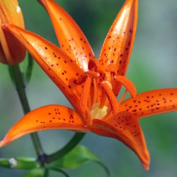 Leichtlininlilja - Lilium tsingtauense
