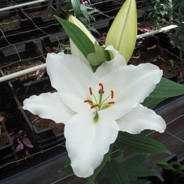 Oriental-lilja Premium Blond