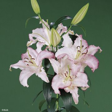 Oriental-lilja Brasilia