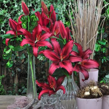 Oriental-lilja Firebolt