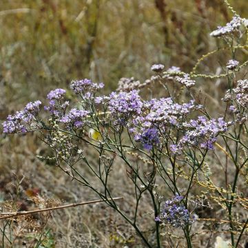 Ikiviuhko - Limonium gmelinii ssp hungaricum