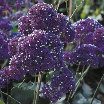 Ikiviuhko - Limonium perezzi