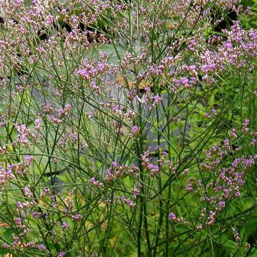 Hopeaikiviuhko - Limonium platyphyllum