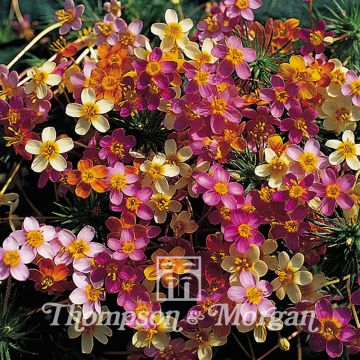 Linanthus androsaceus French Hybrids (siemenet)