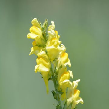 Kannusruoho - Linaria dalmatica