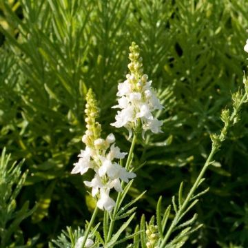 Purppurakannusruoho Alba