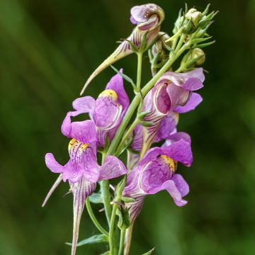 Sädekannusruoho - Linaria triornithophora