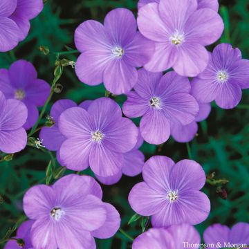 Ranskanpellava Heavenly Blue (siemenet)