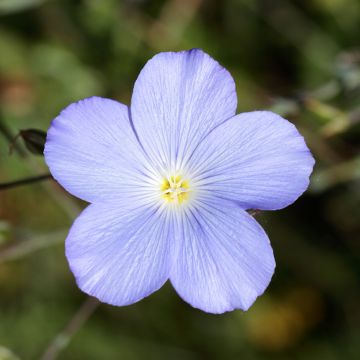 Sinipellava Saphir